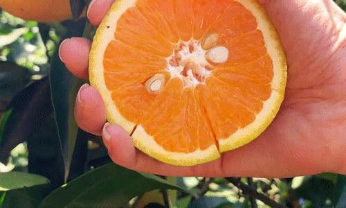 气温高吃什么水果降暑,大暑想要消暑适合吃这些水果