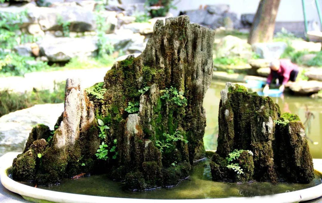 精品水旱树石盆景,什么是全旱式树石盆景