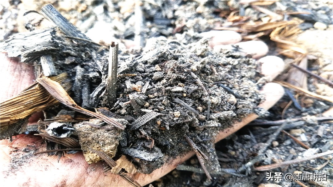马蹄莲花的种植方法视频,盆栽马蹄莲花期过后怎么养殖