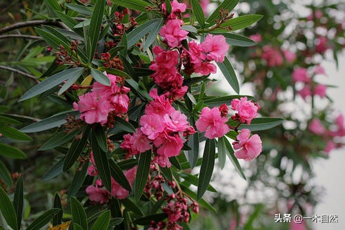 不适合室内种植的有毒绿植,十种有毒的绿植
