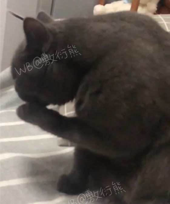 猫是只好猫，可被网友恶整后…哈哈哈没脸见人了