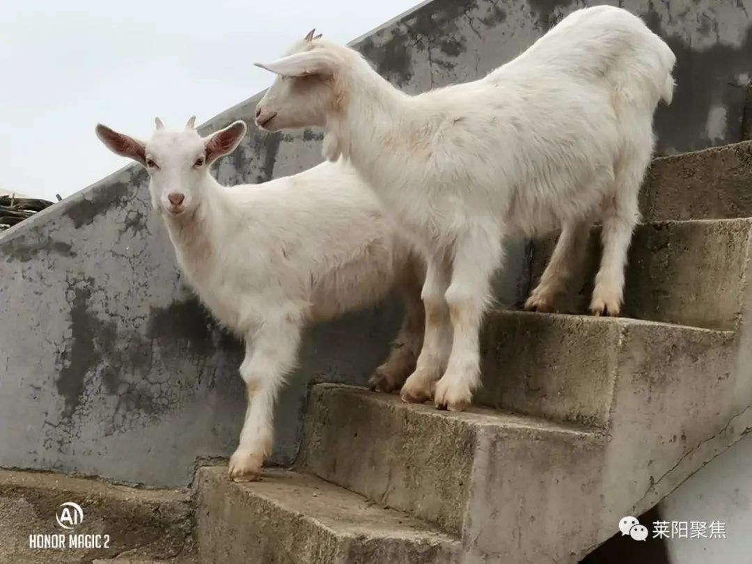 属相排位的由来,十二属都是啥