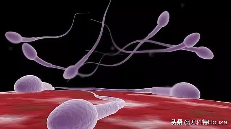 感染幽门螺杆菌，或可致不孕不育，深吻需谨慎可能是感染主要途径