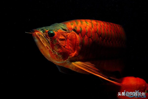 适合新手养的龙鱼品种,龙鱼对于新手来说好养吗