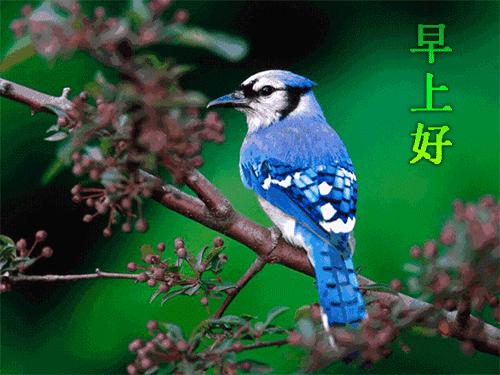 清晨祝福朋友早安愉快,早上好清晨一份祝福送给真心朋友