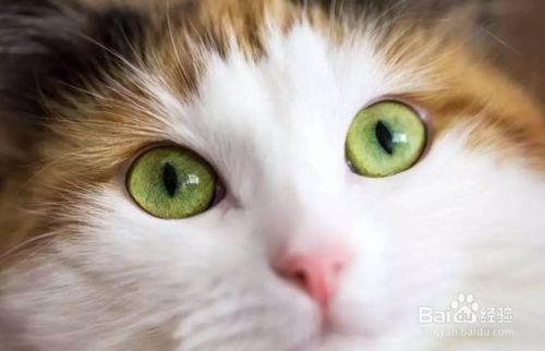 猫咪流黄色鼻涕打喷嚏眼屎多,猫咪换了猫粮眼屎多是怎么回事