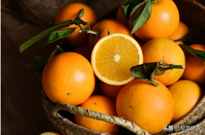 袁隆平摘冰糖橙,袁隆平到麻阳为冰糖橙提名