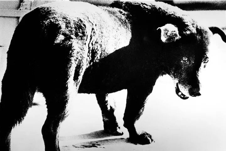 犬的记忆｜世界摄影经典