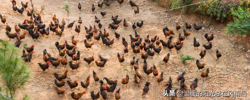 贵州农村养鸡与销路,农村养鸡怎么找销路