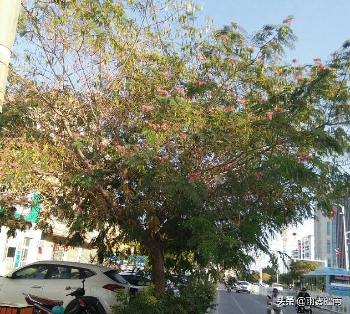 读古诗词，赏阿图什*欢合**花