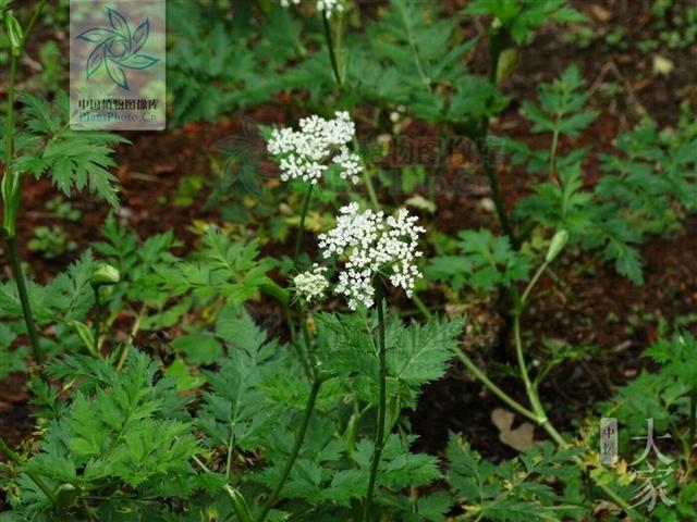 中药学川芎为什么能治头痛,中药川芎治疗头痛效果好