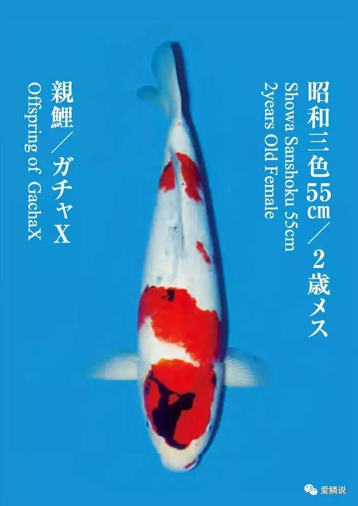 十几条回答每日优质问答,4个优质问答经验分享