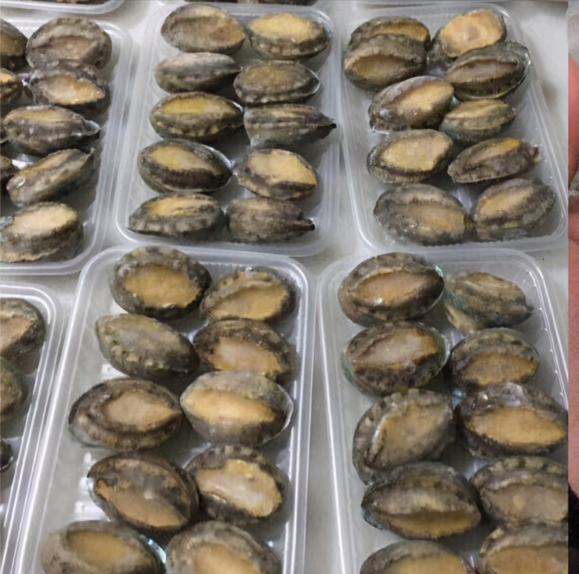 鲍鱼养殖致富经,人工养殖大鲍鱼