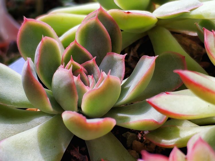 记录多肉长大的全过程,记录所有多肉成长过程