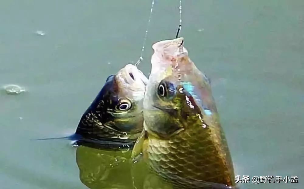 鱼钩大小决定钓多大鱼吗,鱼钩大小对钓鱼影响图