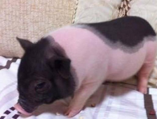 最受欢迎的10种宠物猫狗,十大最受欢迎的宠物排名