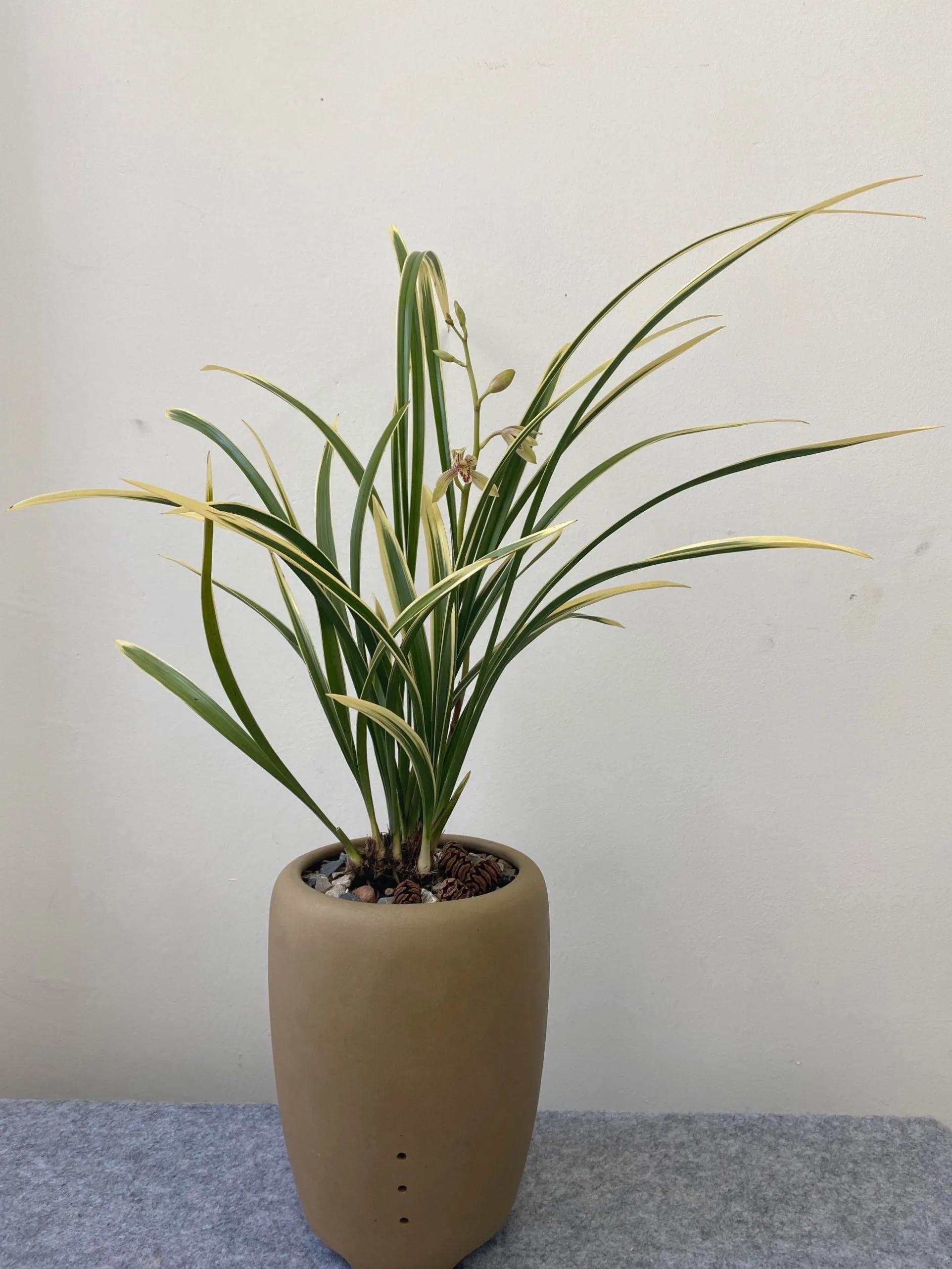 国画写意兰花作品图片欣赏,国画兰花欣赏精品