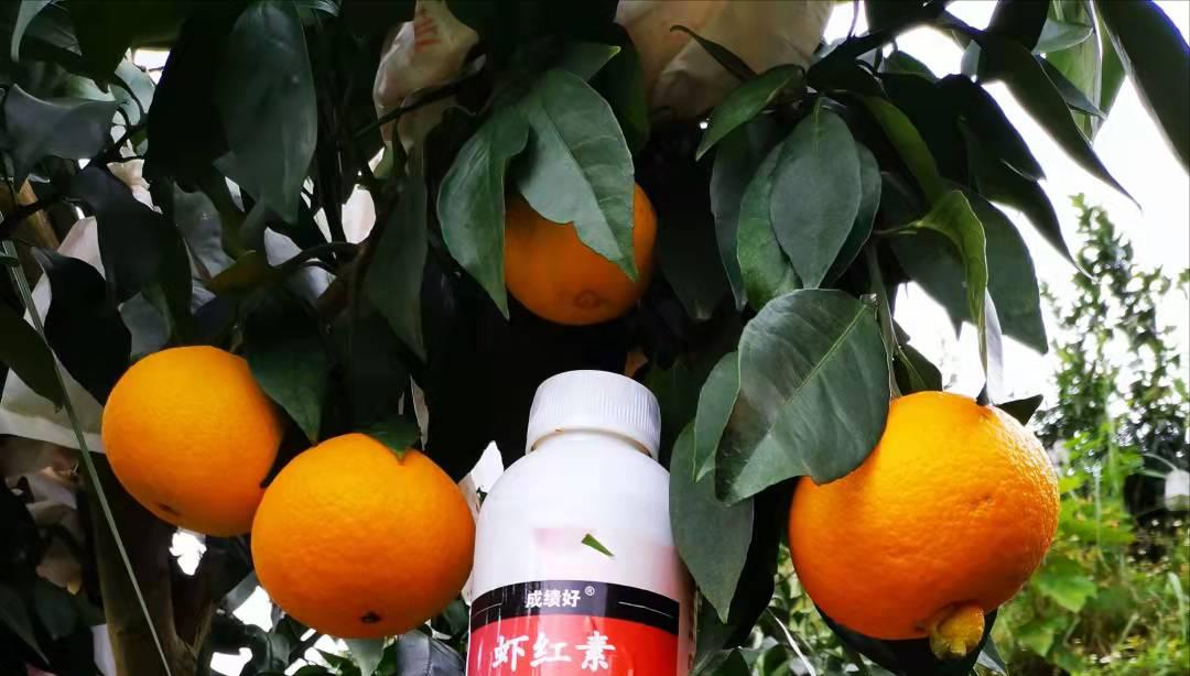 2023爱媛28红美人收购价格,红美人爱媛28号果冻橙多少钱一斤