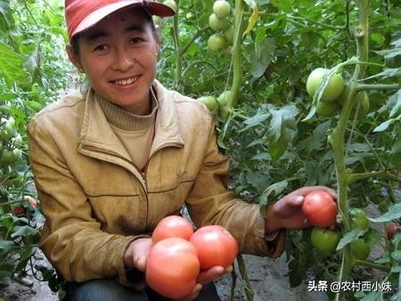 大棚种植的番茄一亩地产多少斤,南方大棚种植番茄品种有哪些