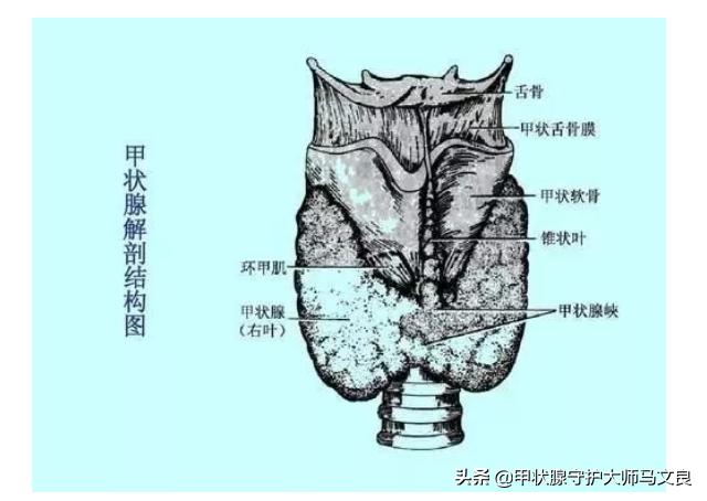 甲状腺功能检查查三项还是五项,甲状腺结节要查甲功三项还是五项