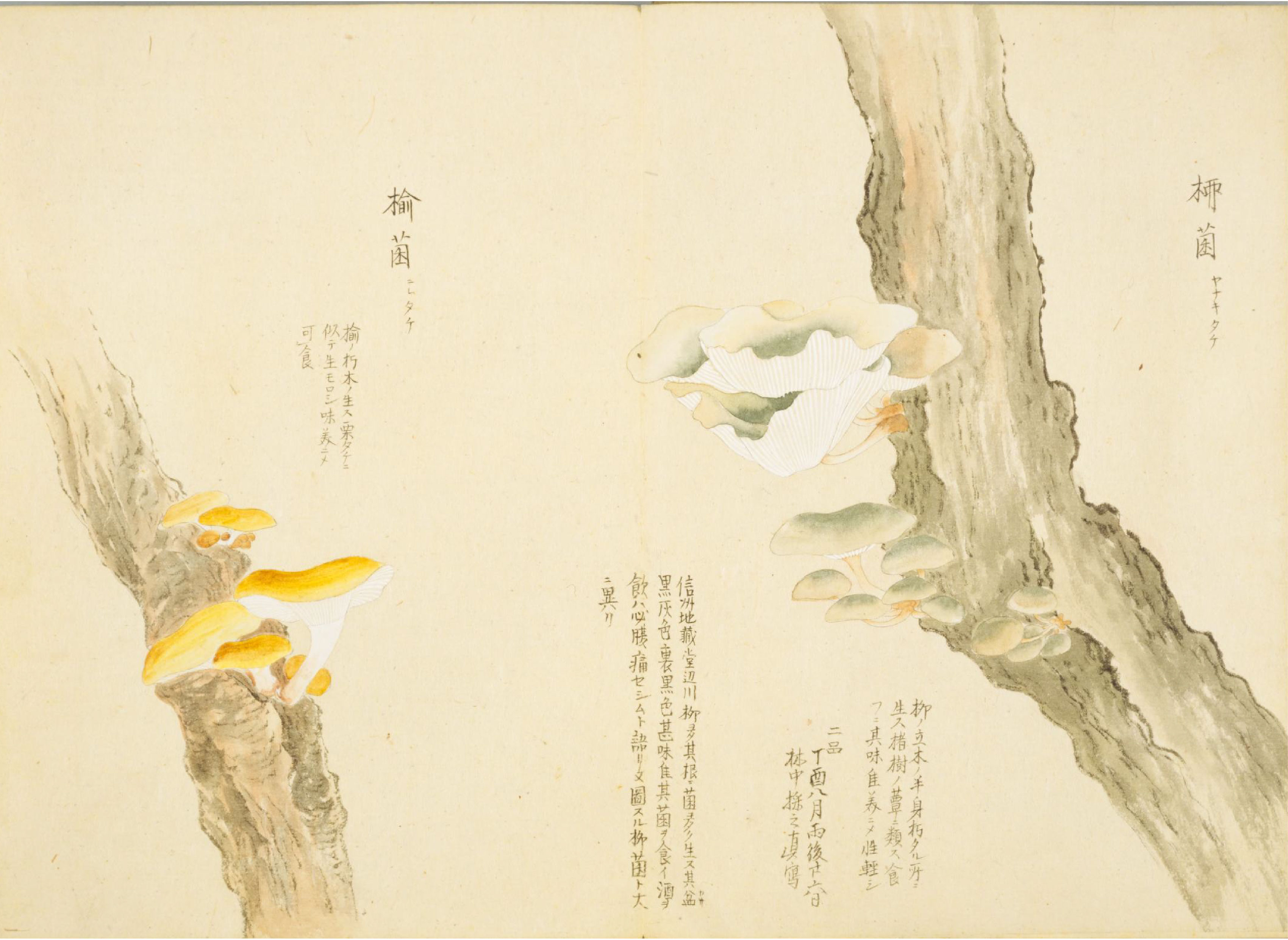 各种多彩菌图片大全,意式野菌图片大全