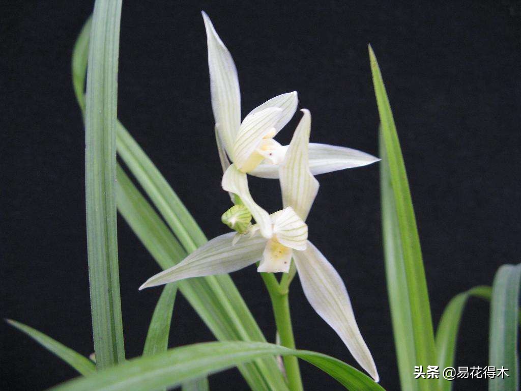 大雪素莲瓣兰和剑阳蝶多少钱一苗,莲瓣兰大雪素和老种大雪素的区别