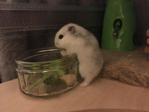 仓鼠吃西兰花要注意哪几点,仓鼠吃熟西兰花还是生西兰花