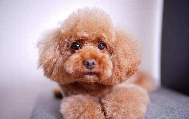 怎么饲养立耳泰迪犬,如何正确饲养泰迪犬