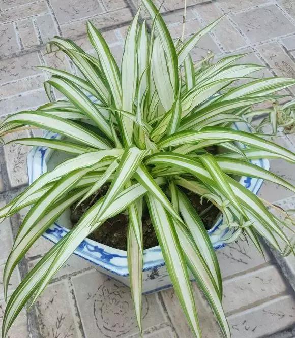 花卉吊兰100种,吊兰绿植盆栽第一名