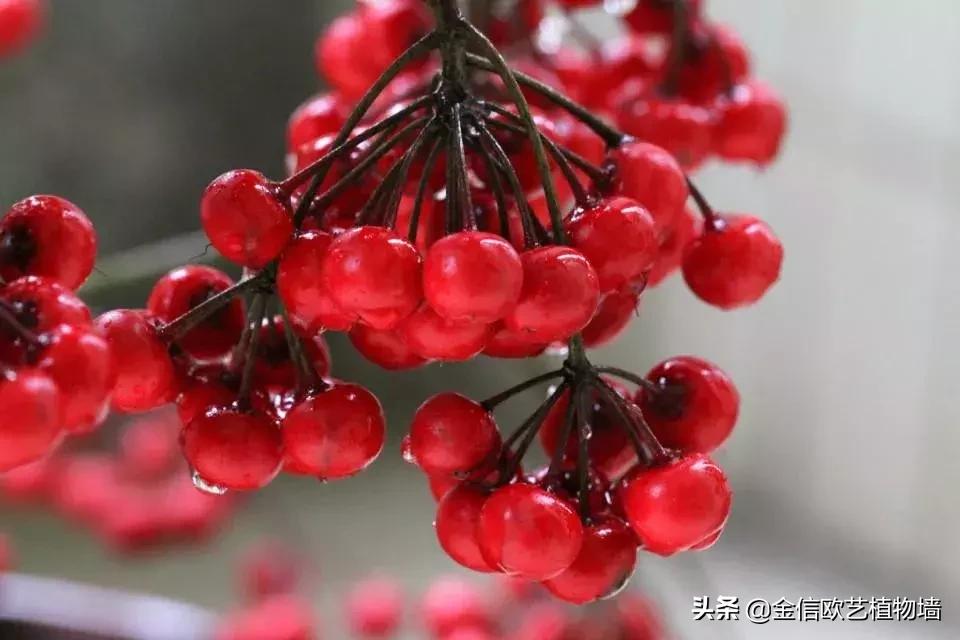 适合家里招财养的植物,家里能招财又好养的植物