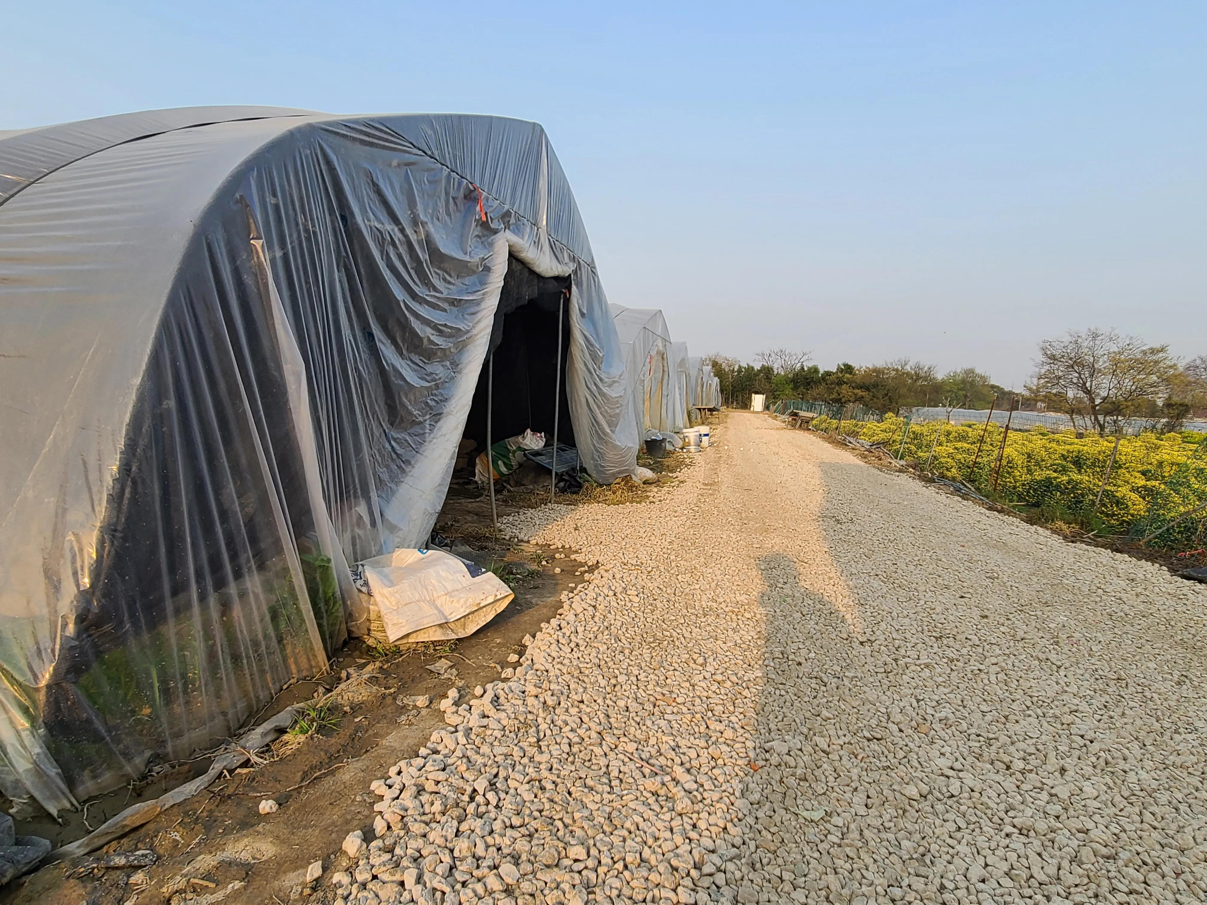 月季基地最美,常州最大月季基地