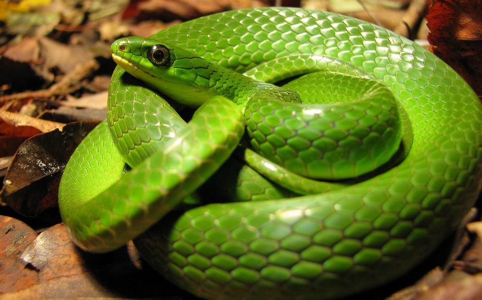 蛇最怕什么？真的不是雄黄粉，研究人员说明了原因