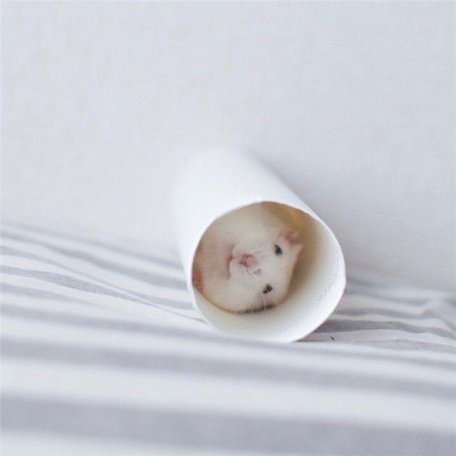 仓鼠躺手吃美食，虽然看着很可爱，但饲主内心很复杂