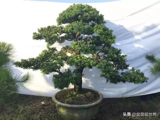最合适做盆景的罗汉松是什么品种,什么品种的罗汉松盆景最好