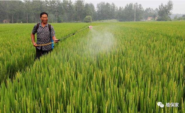 代森联和代森锰锌哪个好,代森联与代森锰锌作用一样吗