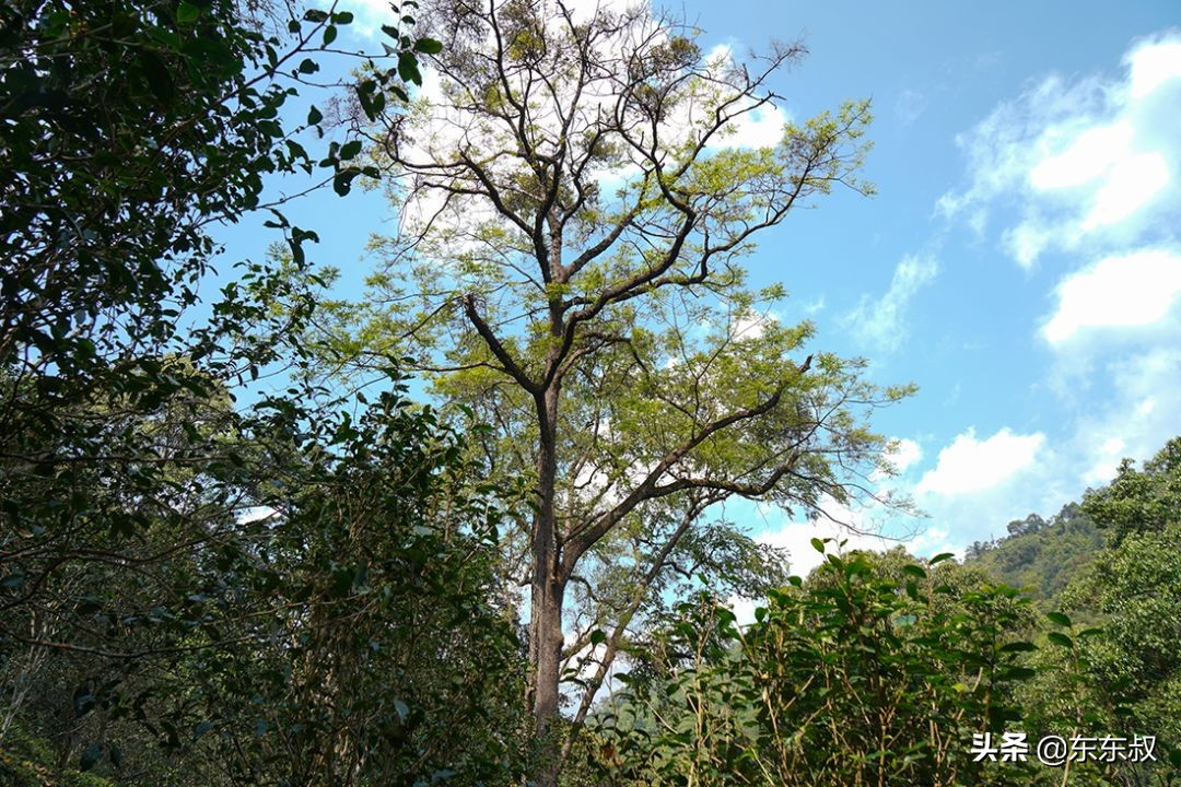 无量山普洱茶有哪些著名山头,无量山普洱茶是哪个茶区生产的
