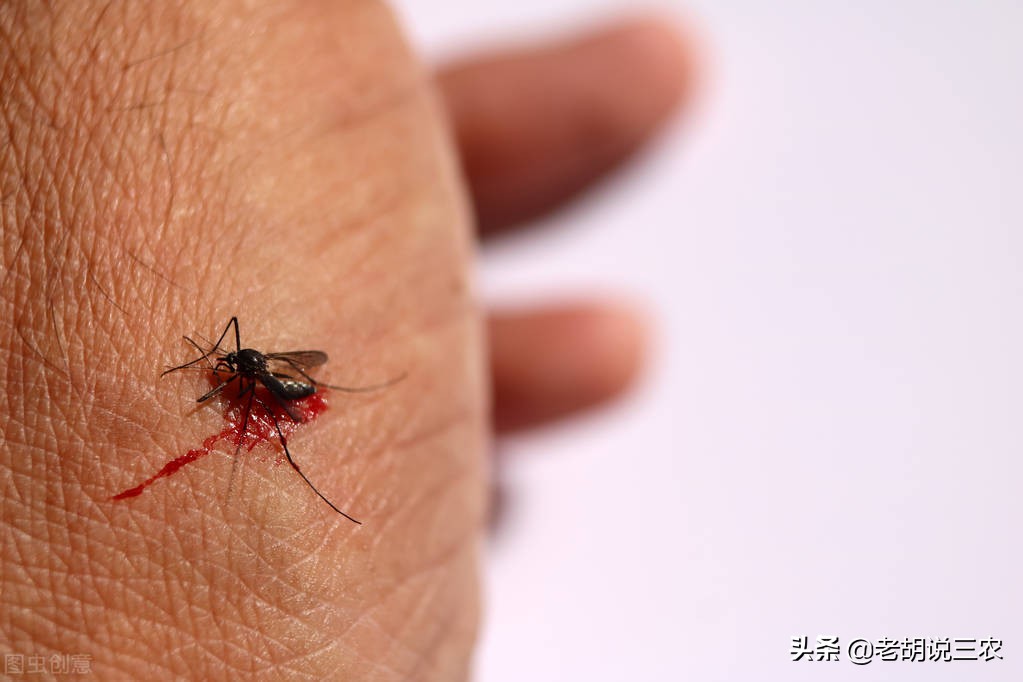 小咬是不是蚊子的幼虫,小咬跟蚊子长得一样吗