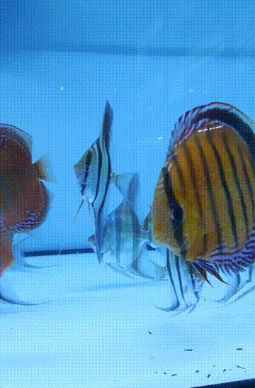 新手养七彩要注意什么,养七彩前期准备