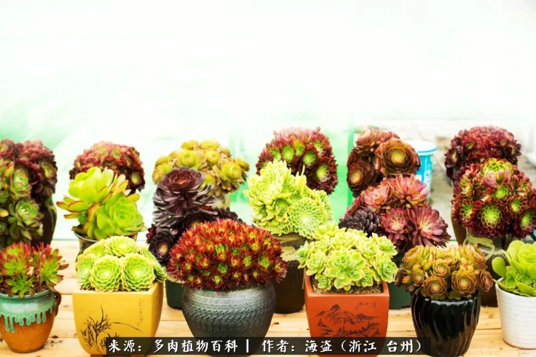 独爱玫瑰与法师！解密金老板和他的屋顶御花园