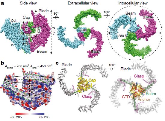 中国冷冻电镜技术进展,冷冻电镜最新研究