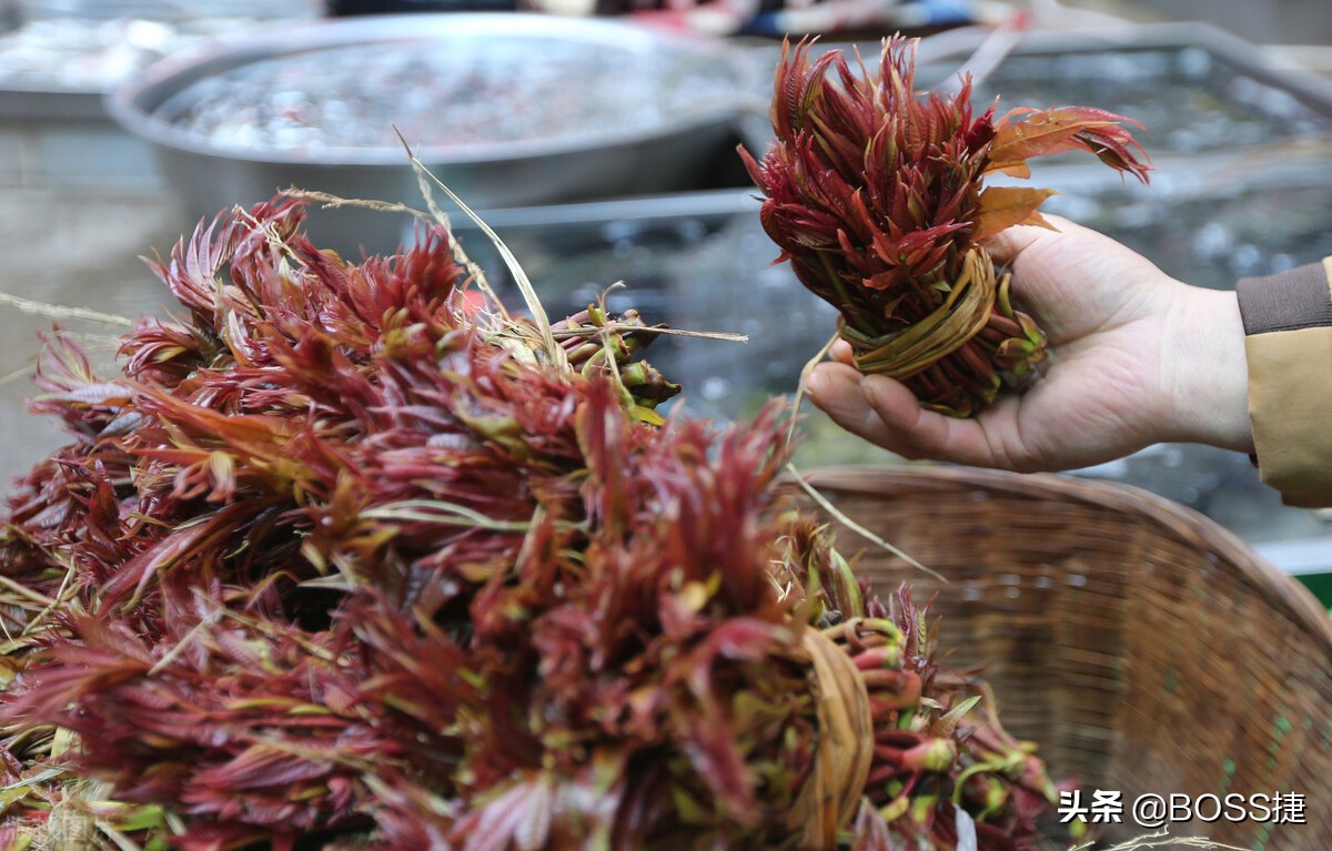 吃香椿食物中毒,吃香椿中毒会出现什么症状