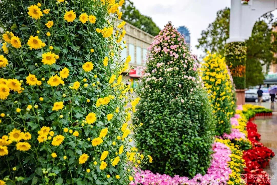 深圳花海公园地址在哪里,深圳中心河公园花海