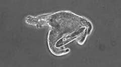 舌尖上的进化史：21亿年前的吃货细菌，最终演化成人类