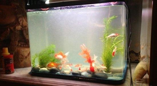 酸奶兑水硝化细菌,老酸奶培养硝化细菌