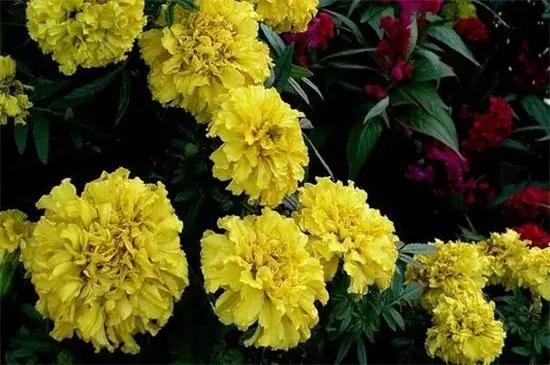 各类盆栽花语大全及寓意,各绿植寓意名字及花语大全