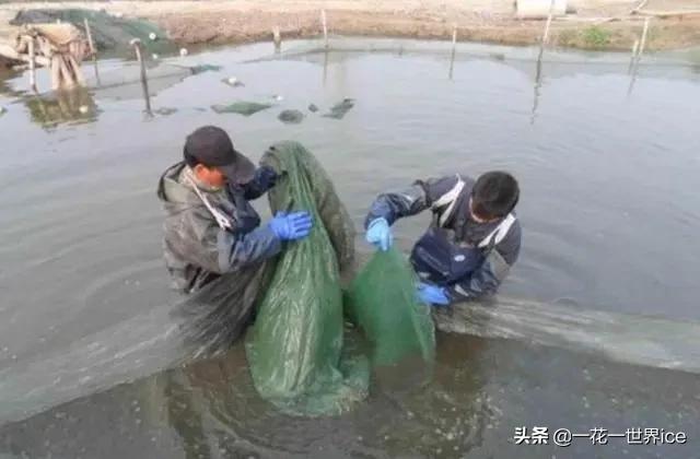 养殖泥鳅的市场价格是多少,泥鳅养殖现在什么行情