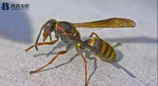 马蜂寄生虫怎么防治,马蜂虫类叮咬后处理方法