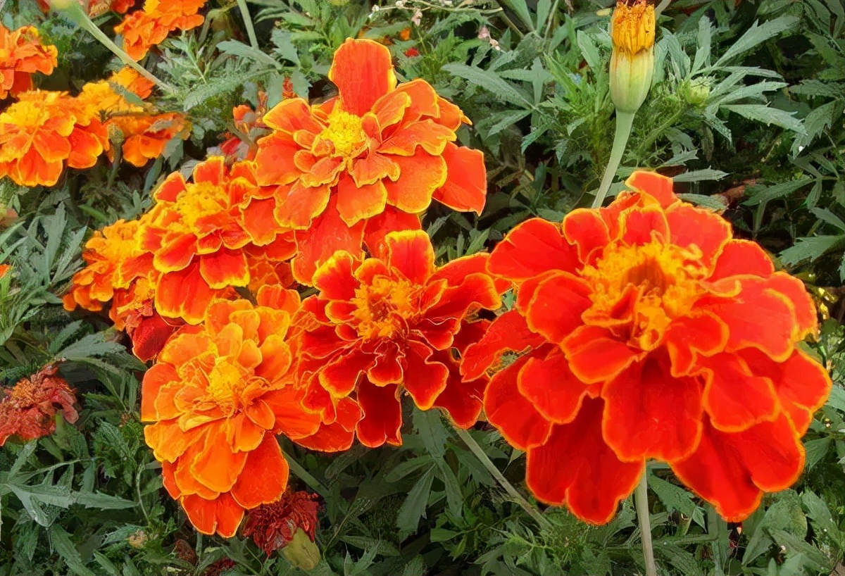 世界各国国花有哪些,各国的市花和国花有什么