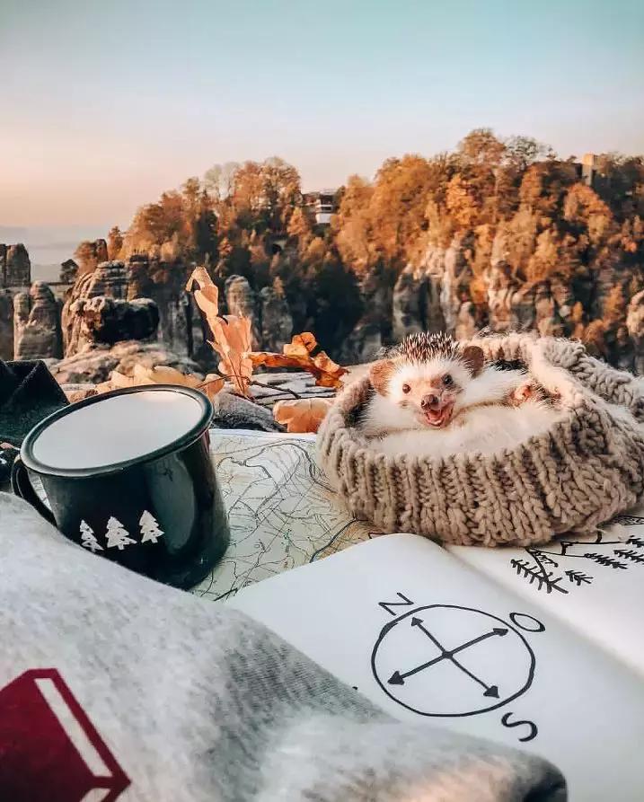 Ins上最火的网红小刺猬，拍写真，出自传，住别墅