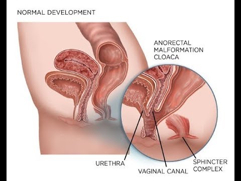 为什么动物的排泄能力要比人的强,为什么动物排便在同一个地方